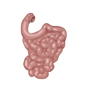 Human Digestive System Illustration Drucke: Small Intestines