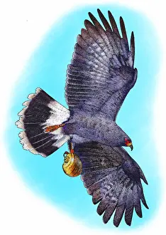 Schneckenweibchenjagdflieger