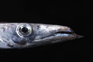 Deep Sea Fish Drucke: Snake Mackerel