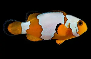 Coral Reef Animals Drucke: Snowflake Clownfish