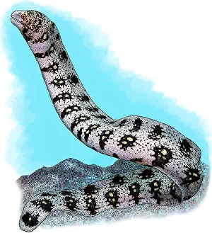 Marine Life Illustration Drucke: Snowflake Moray Eel