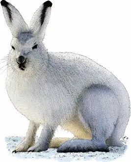 Schneehasenfuchs
