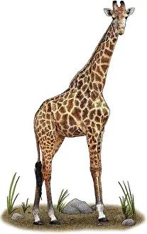 African Wildlife Art Drucke: Southern Giraffe