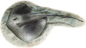 Marine Life Illustrations Drucke: Southern Stringray