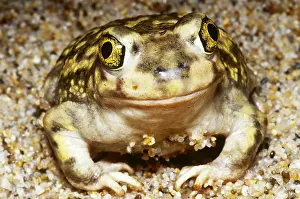 Close Up Frog Photos Drucke: Spadefoot Toad