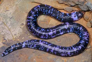 Brazilian Reptiles Drucke: Speckled Worm Lizard