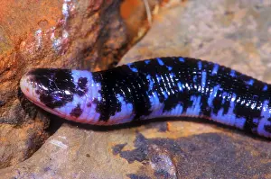 Brazilian Reptiles Drucke: Speckled Worm Lizard