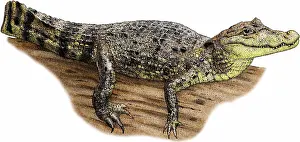 Black And White Animal Prints Drucke: Spectacled Caiman