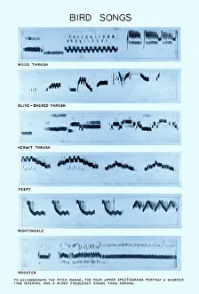 Gerahmter Druck : Spectrogramm von Vogelgesängen