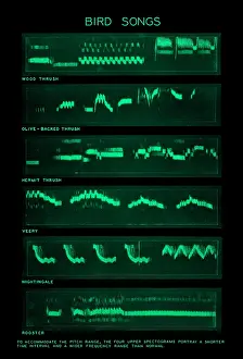Gerahmter Druck : Spectrogramm von Vogelgesängen