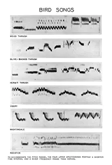 Gerahmter Druck : Spectrograms Gerahmter Druck : Spectrograms