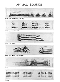 Bird Species Identification Drucke: Spectrograms