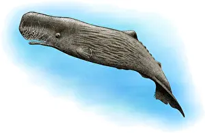 Sperm Whale Illustration Drucke: Sperm Whale