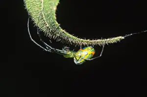 Ecuadorian Wildlife Drucke: Spider