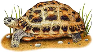 Critically Endangered Animals Drucke: Spider Tortoise