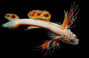 Colorful Ocean Creatures Drucke: Spikefin Goby