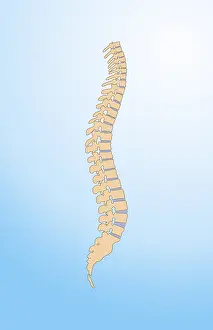 Nervous System Diagrams Drucke: Spinal Column