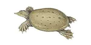 Gerahmter Druck : Schildkröte mit Stacheliger Weichschild. Gerahmter Druck : Schildkröte mit Stacheliger Weichschild.