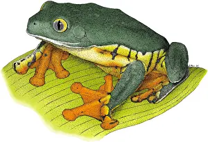 Central America Fauna Drucke: Splendid Leaf Frog