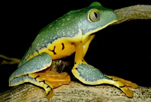 Gerahmter Druck : Splendider Laubfrosch Gerahmter Druck : Splendider Laubfrosch