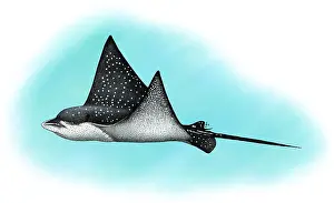 Aquatic Life Illustrations Drucke: Spotted Eagle Ray