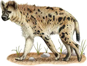 African Wildlife Art Drucke: Spotted Hyena