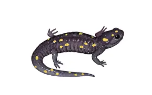 Wildlife Artwork Drucke: Spotted Salamander