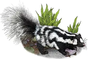 American Wildlife Art Drucke: Spotted Skunk