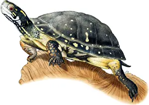 American Wildlife Art Drucke: Spotted Turtle
