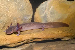 Spring Salamander