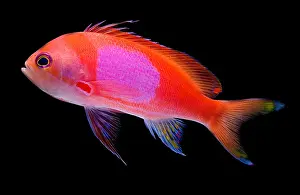 Tropical Sea Life Drucke: Square Pink Anthias