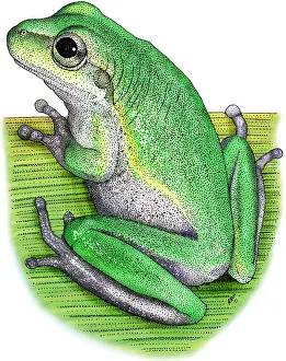 Wildlife Illustration Drucke: Squirrel Treefrog