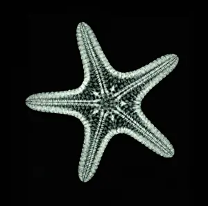 Marine Life Images Drucke: Starfish, X-ray