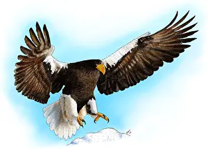 Wildlife Illustration Drucke: Stellar's Sea Eagle