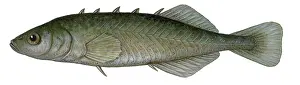 Animal Illustrations Online Drucke: Stickleback