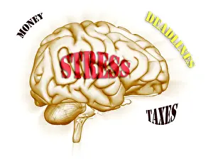 Stress