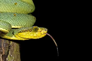 Peruvian Wildlife Drucke: Two Striped Forest Pit Viper