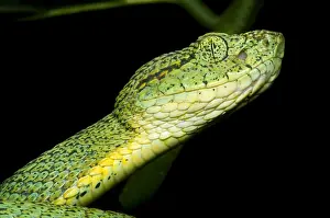 Venomous Reptiles Drucke: Two Striped Forest Pit Viper