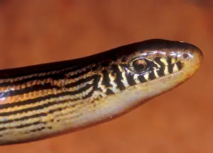 Brazil Animals Drucke: Striped Lateral Fold Lizard