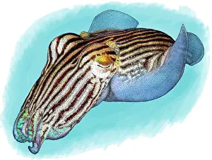 Australian Sea Creatures Drucke: Striped pyjama squid