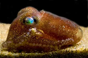 Pacific Ocean Creatures Drucke: Stubby Squid