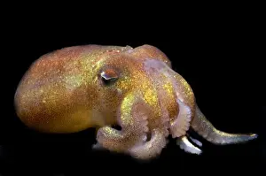 Deep Sea Squid Drucke: Stubby Squid