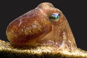 Deep Sea Squid Drucke: Stubby Squid
