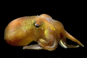 Deep Sea Squid Drucke: Stubby Squid