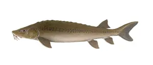 Freshwater Fish Species Drucke: Sturgeon