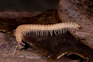National Park Animals Drucke: Subterranean millipede