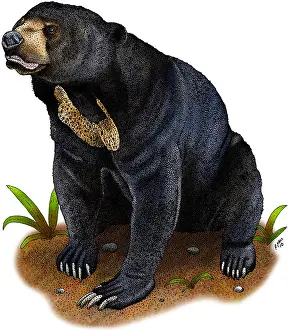 Gerahmter Druck : Sundarbär. Illustrierung eines Sonnenbären (Helarctos malayanus) Gerahmter Druck : Sundarbär. Illustrierung eines Sonnenbären (Helarctos malayanus)