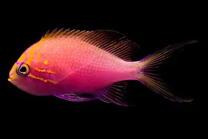 Colorful Fish Drucke: Sunburst Anthias