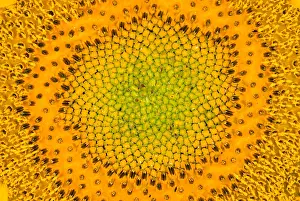 Sunflower Seeds Drucke: Sunflower