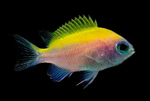 Caribbean Fish Species Drucke: Sunshine Chromis
